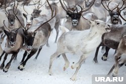 Стадо оленей гуляет по трассе недалеко от Аксарки