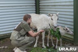 Игра про виртуального оленевода выйдет в 2025 году