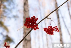 Осенние народные приметы позволяют предсказать будущую зиму и весну, а также успех в делах