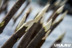 В Белозерском округе появится парк исторчиеских реконструкций