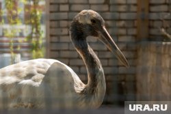 Японский журавль находится под угрозой исчезновения