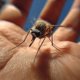 В ПНИПУ объяснили, стоит ли пермякам опасаться новой китайской лихорадки