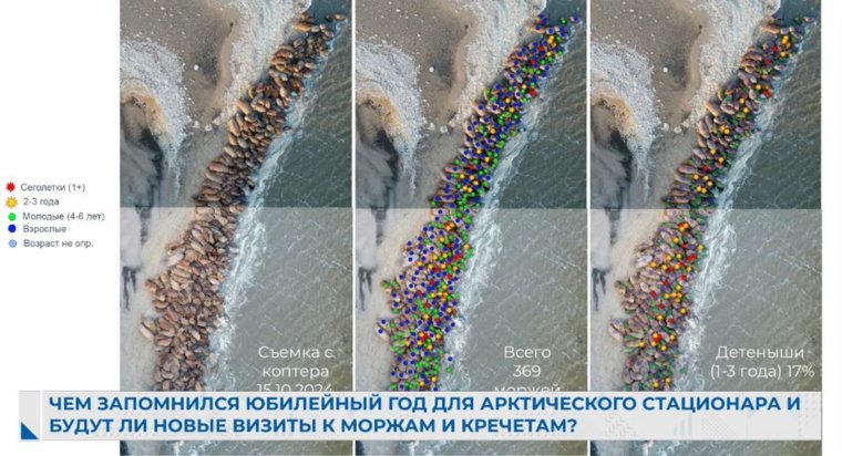 Ученые смогли установить возраст моржей на лежбище Карского моря