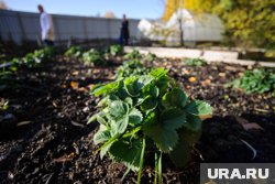 Цветущая клубника от заморозков может пострадать, что скажется на урожайности