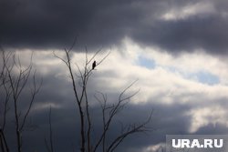 Тюменцев ожидает пасмурный день