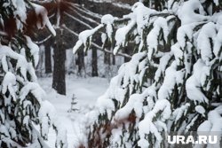 Искры заметили возле лесного массива, архивное фото