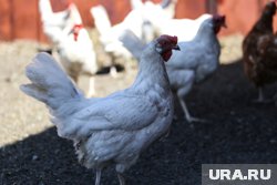 В России отмечается значительный рост экспорта курятины