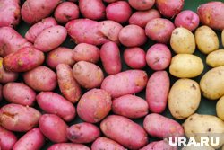 Наблюдается рост импорта картофеля из Армении, Турции и Грузии