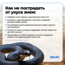 Главные правила поведения в лесу