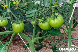 Он находится недалеко от Чайковского