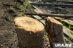 За незаконную вырубку деревьев предусмотрена уголовная ответственность