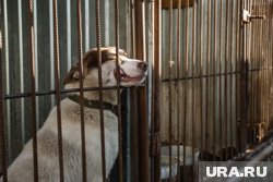 Благодаря видео, которое оказалось в сети, общественность узнала о том, что творится за дверьми зоогостиницы (архивное фото)