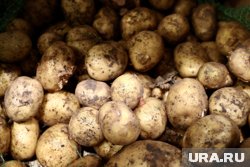 Согласно данным Росстата, картофель в настоящее время стоит 85,4 рубля за килограмм