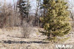 В Кургане продлили запрет на посещение лесов