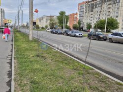 На молодых деревьях не появилась листва