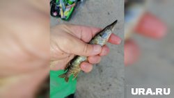 Щурогайки - мелкие щучки до 15-17 см и весом 150-200 граммов