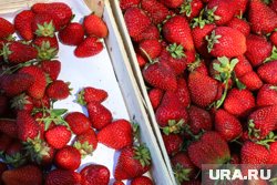 Килограмм клубники даже не в сезон стоит на Севере 400 рублей
