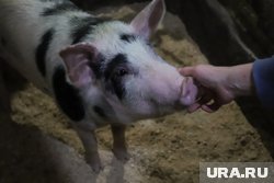 Две свинки гуляли неподалеку от торгового центра в Шадринске