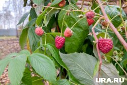 Курганцы собирают урожай на заброшенных дачах