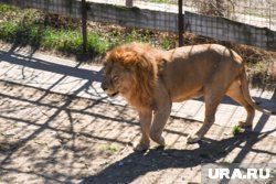 Лев Амирхана упитанный и не вызывает жалости