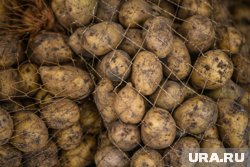 Полностью обезопасить зеленый картофель с помощью термической обработки не получится