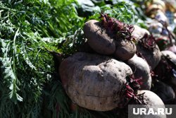 Свекла непрерывно дорожает с начала мая