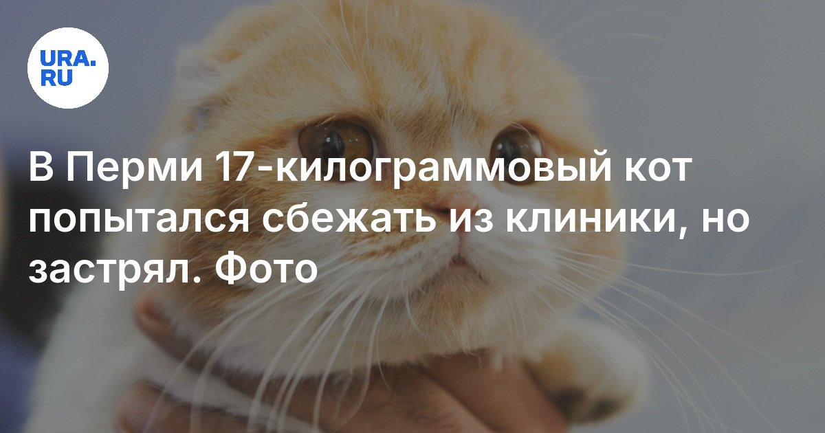 Кот крошик пытался сбежать. Кот крошик пытался сбежать