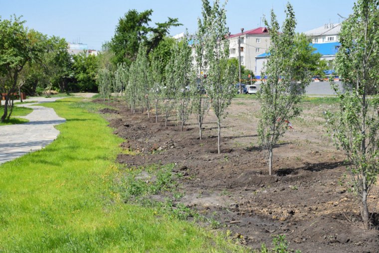 В курганском ЦПКиО вдоль реки высадили аллею пирамидальных тополей