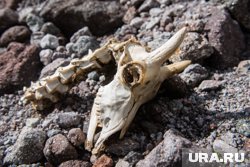 Черепа обнаружили жители