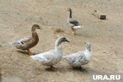 К «Утиным фермам» Курбонжон Джамолов предъявил претензии на 20 млн рублей