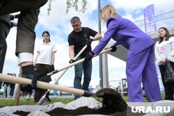 Саженцы теперь будут расти возле амфитеатра