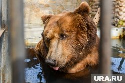 Жители Ноябрьска увидели медвежонка у аэропорта