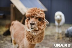 В некоторых комплексах животных можно  гладить и кормить 