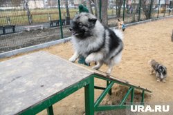 Курганскому застройщику дали землю под площадку для выгула собак