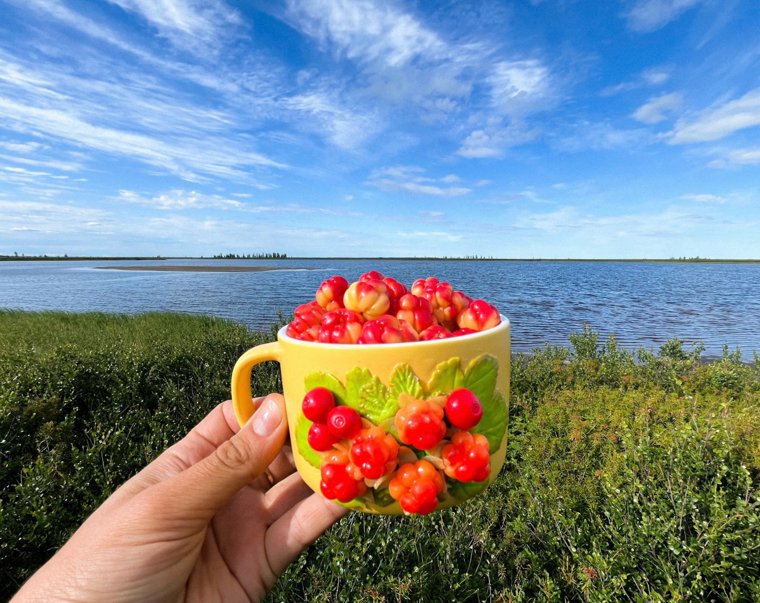 Первая морошка в Надымском районе