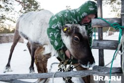 Мясо домашнего северного оленя, выращенного на чистых пастбищах, безопасно и полезно 