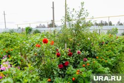 Сургутяне покупают различные товары для участков и дач
