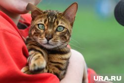 Няне для кошек готовы платить до 40 000 рублей