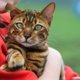 Няня для кошек и сборщик груш: топ необычных вакансий в Екатеринбурге. Скрин