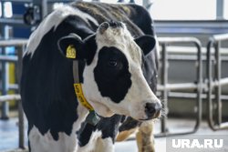 Совхоз занимается выращиванием крупного рогатого скота и продажей молока (архивное фото)