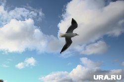 Чайка стало причиной судебной тяжбы авиакомпании и аэропорта в ХМАО