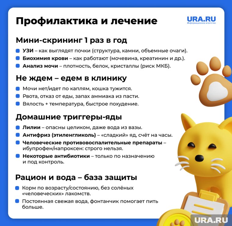 Больные почки у кошки можно заметить по сильной жажде, учащенному мочеиспусканию, потере веса, плохому аппетиту, рвоте, вялости и неухоженной шерсти