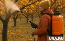 Опрыскивать сад осенью нужно, чтобы защитить от болезней и вредителей, которые зимуют в коре и почве