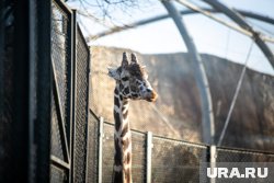 В Кении пилот сбил насмерть жирафа