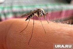 Туристы могут столкнуться с риском заражения такими экзотическими болезнями, как желтая лихорадка, лихорадка денге, чикунгунья и вирус Зика