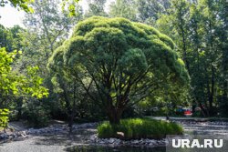 Дендропарк начали благоустривать в 2024 году