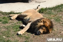 Лев изначально не хотел нападать на Зубкова, все произошедшее - случайность, рассказали представители парка