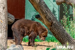 История болезни зверя началась около 10 лет назад