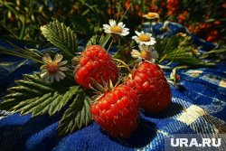 Ремонтантную малину можно выращивать двумя способами - в зависимости от региона