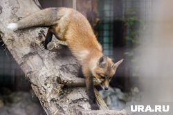 В челябинских садах спасают лисицу, чью семью растерзали 